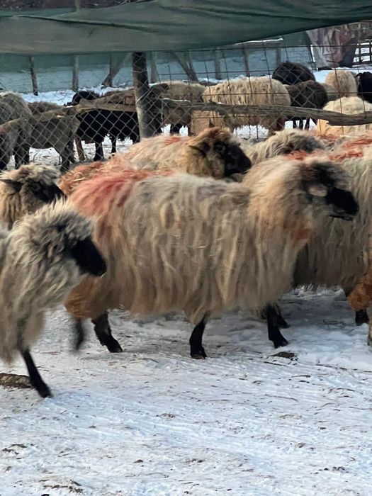 Vand oi gestante tinere