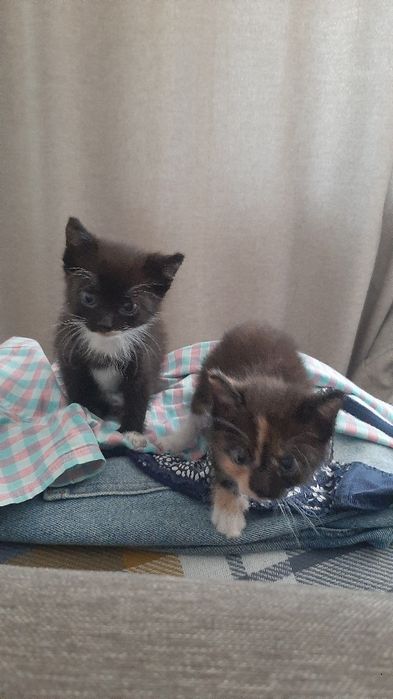 Котята , маленькие и красивые !