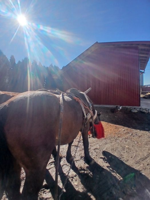 Vand armăsar de 5 ani