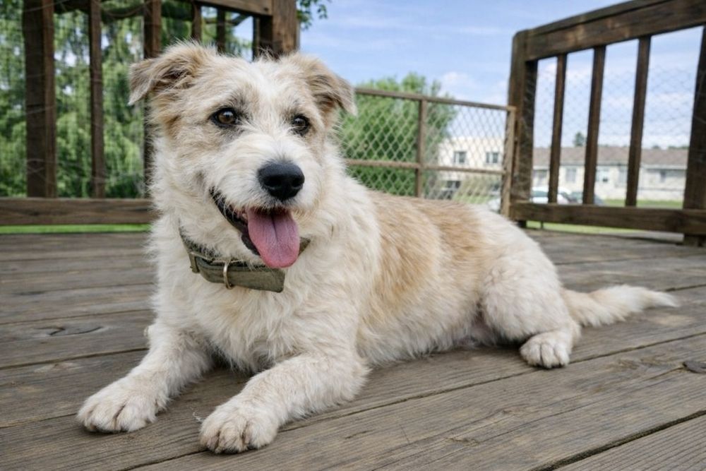 Собака Майя — для семьи с детьми