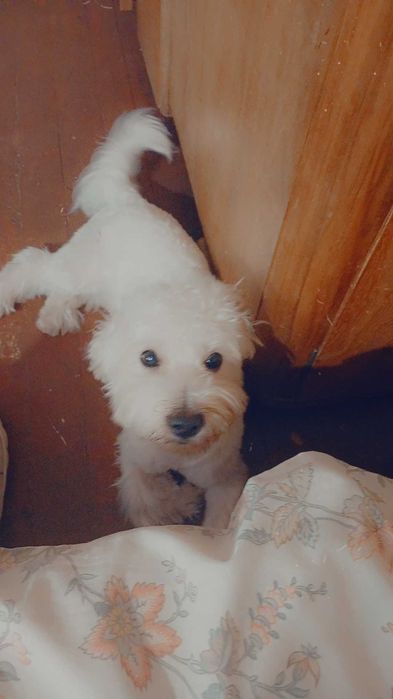 Продаваме малтийска болонка (мъжко) възможен коментар по цената