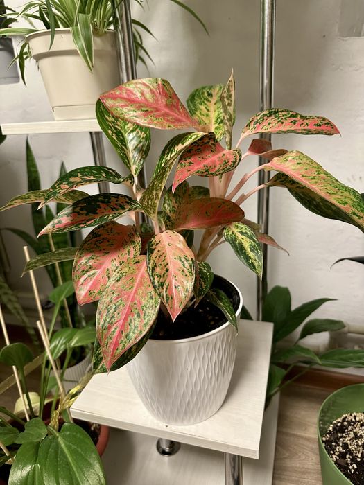 комнотные ростения. Аглаонемы, аукубы, хлорофитумы