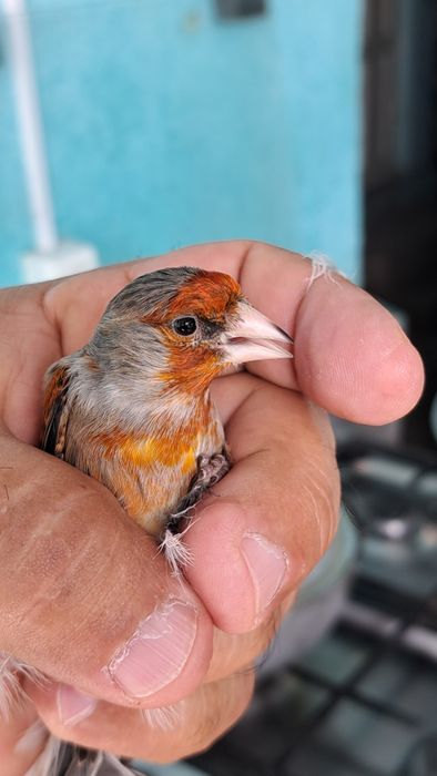 Гибриды щегла и канарейки.