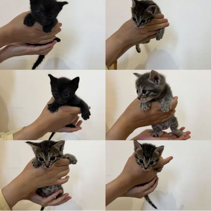 Отдам котят в добрые руки