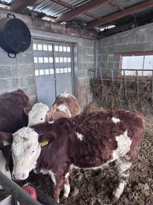 Vitele baltata romaneasca