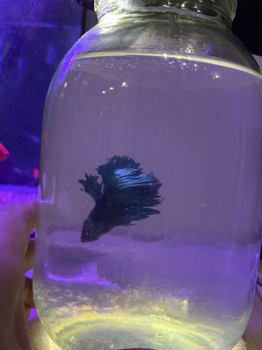 Продам аквриумную рыбу