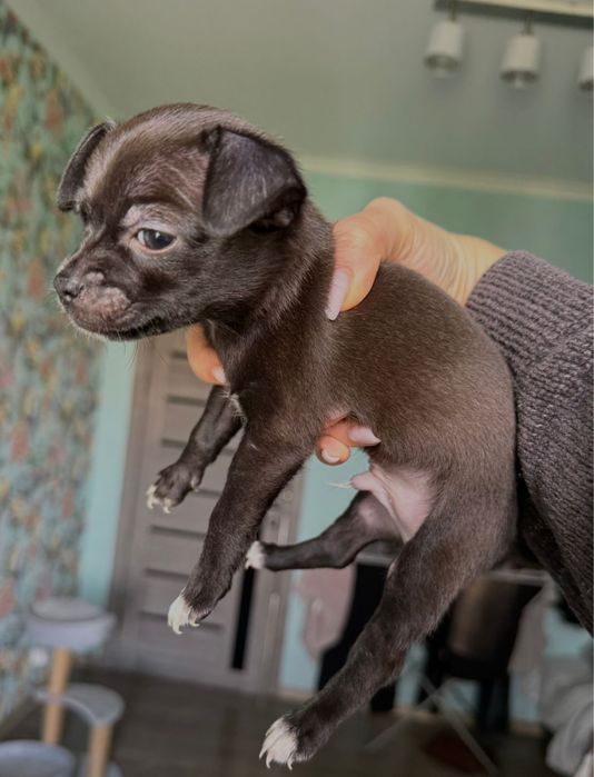 Чихуахуа мальчик