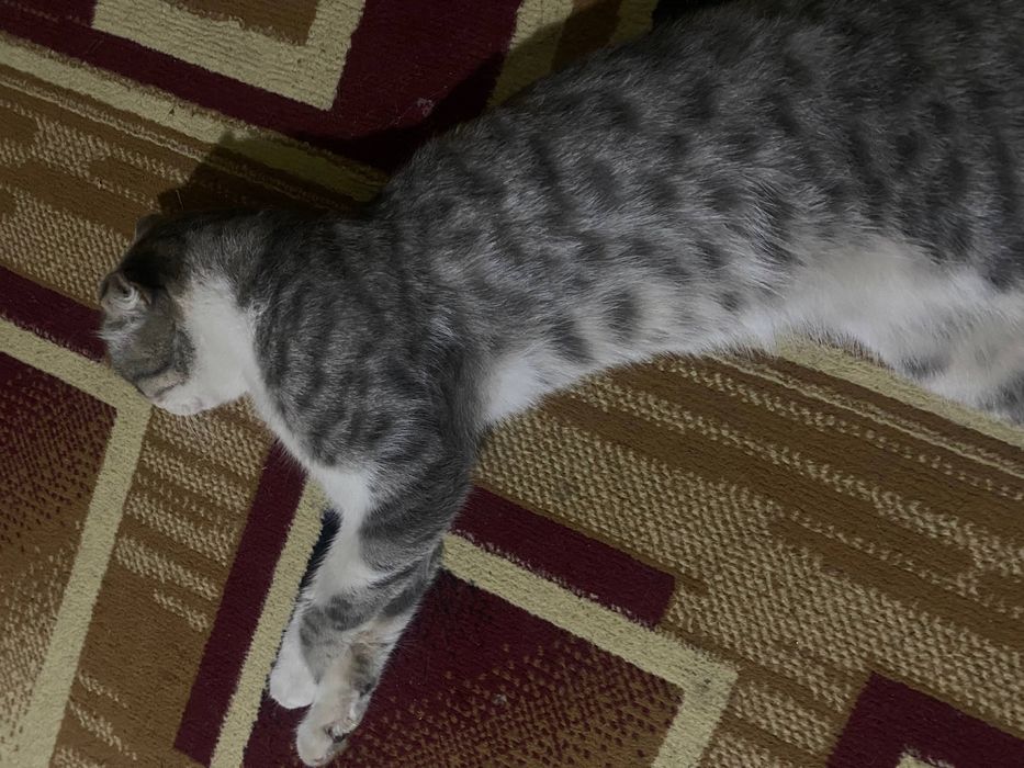 Шотландский  Кот 1 год