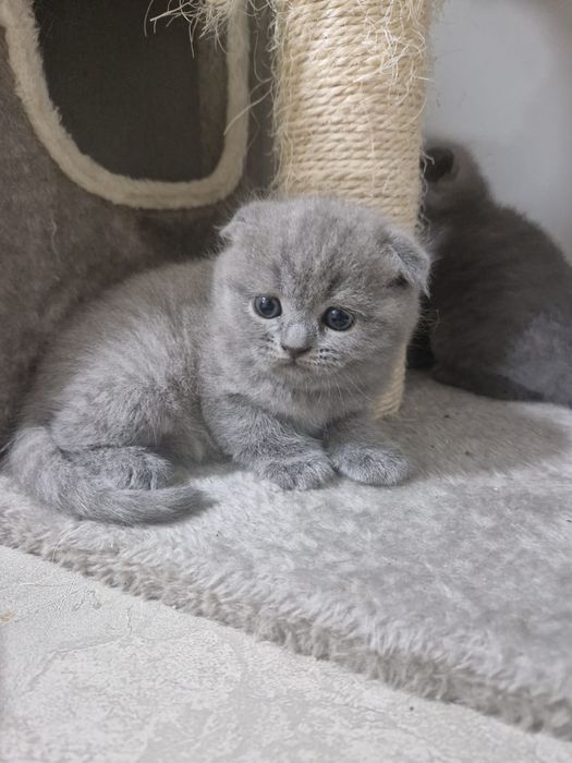 Имам Шотландски клепоухи котенца