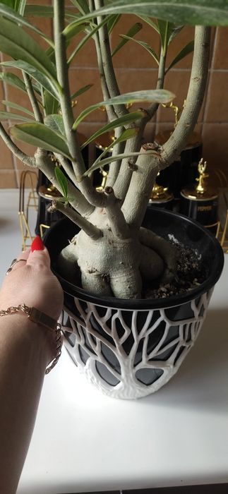 Адениум взрослый