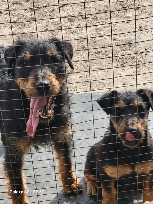 Ягтерер сатылады.