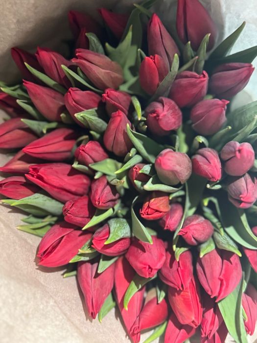 Тюльпаны оптом и в розницу