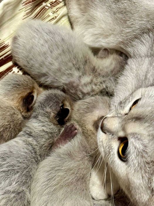 бронь шиншиллки шикарные детки