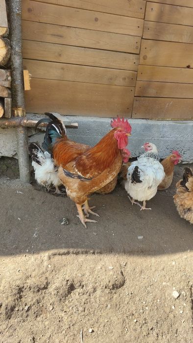 Vand cocos ,vand cocos