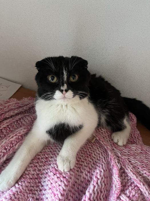 отдаем бесплатно кошку только в очень хорошие руки