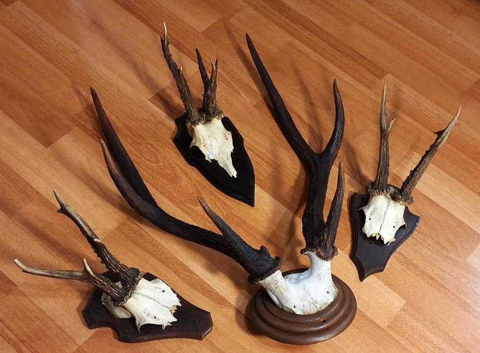 Set decorativ cu trofee de cerb si de caprior ( lopatar,mistret )_65