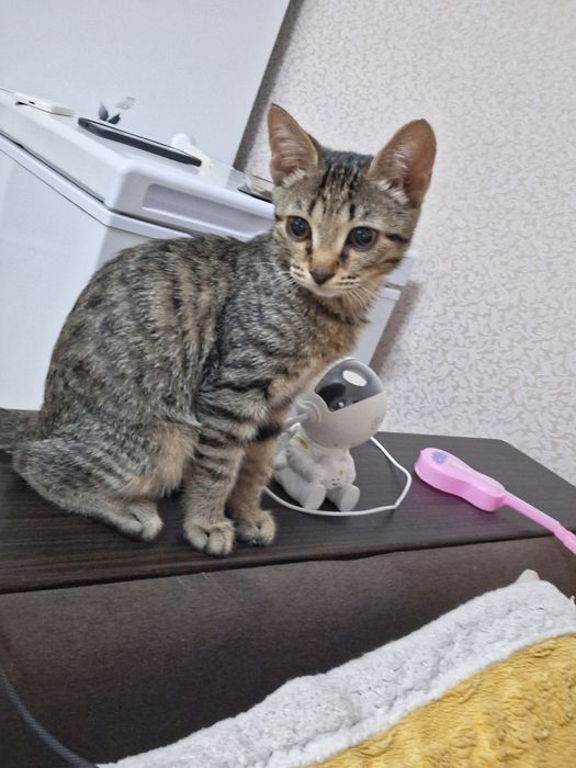 Котёнок даром срочно