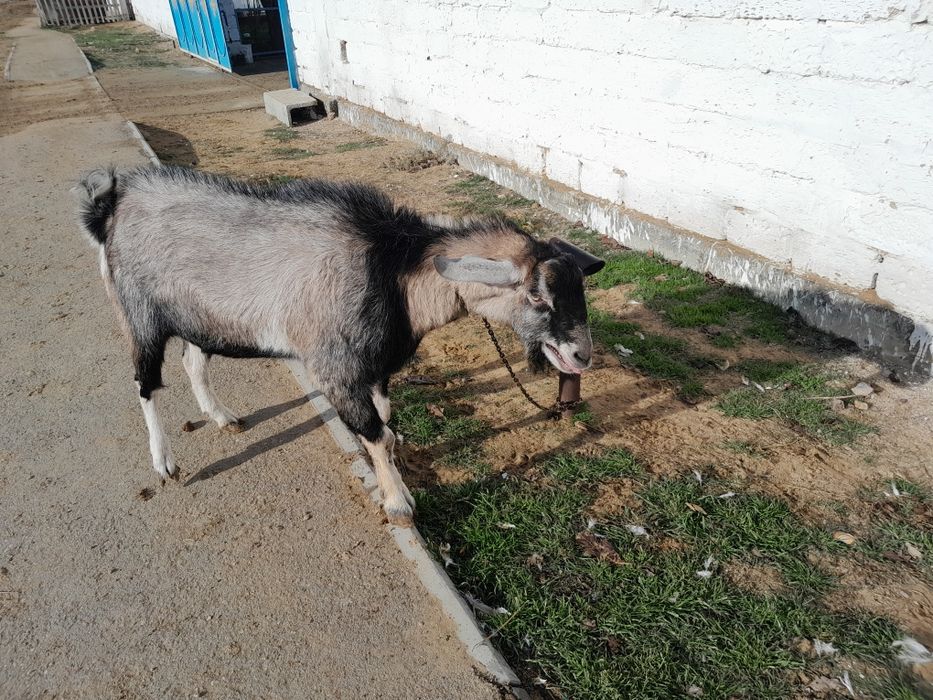 НубиТеке 2 жасар 70000т