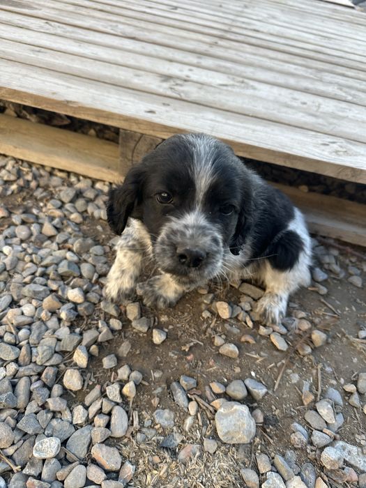 Спаниель 2 айлық