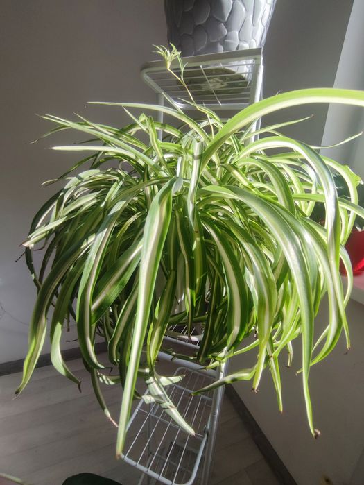 Хлорофитум обычный, хлорофитум кудрявый