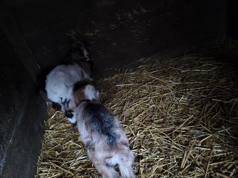 Iezi de 3 săpt vânzare învățați la biberon