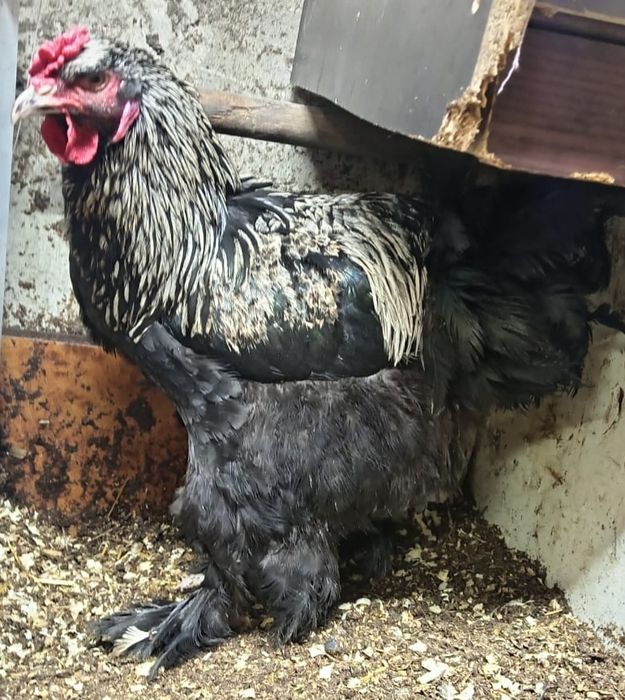 Продам петуха  брамма