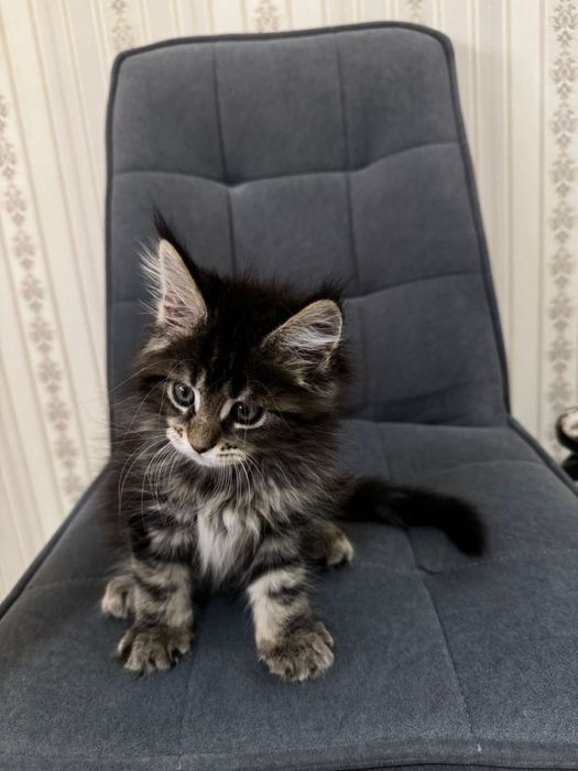 Мей кун мальчик 1,5 месяца