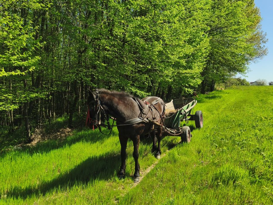 Cal blând de vânzare