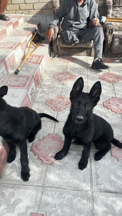 Немецкая овчарка