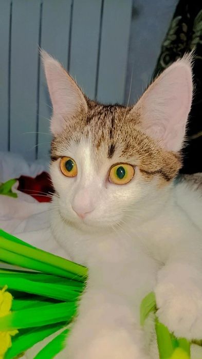 Котята в поисках родителей