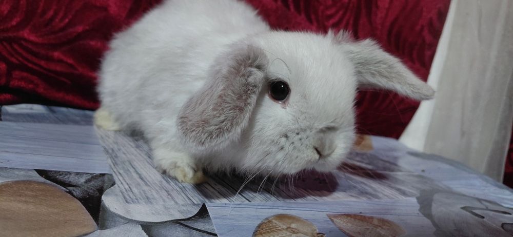 Vand pui berbec pitic holland lop