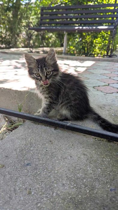 Котенок мальчик в добрые ручки