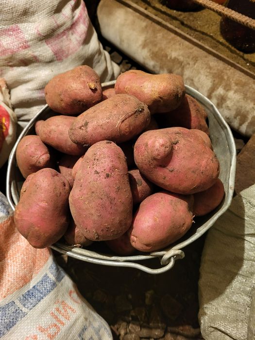 Продам картофель. Дачный
