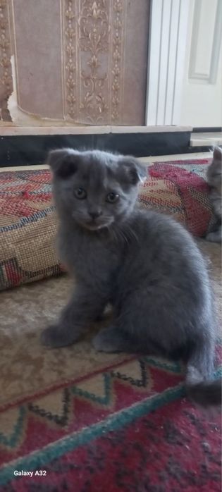 Вислоухие, прямые, шиншиллы продаются дёшево и быстро