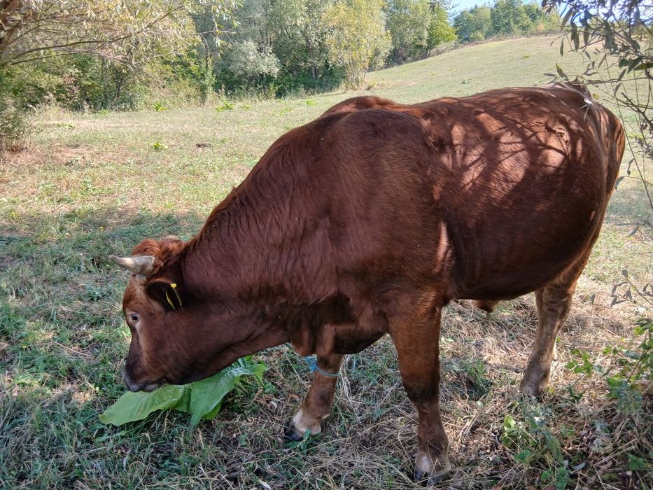 Vănd patru juninci și un taur,diferite rase, crescuți bio.