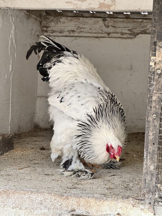 Cocos Brahma Herminat deschis 10 luni