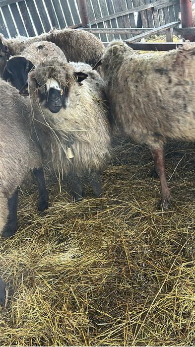 Vand sau schimb 3 oi turcane