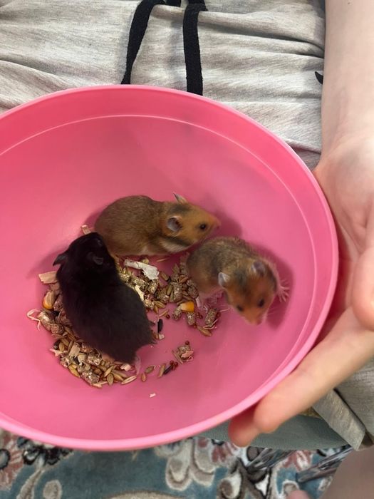 Хомяки  сирийские