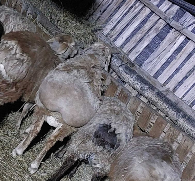 продам кошкарчика на племя