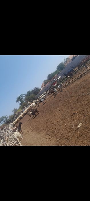 Vând capre și oi bune