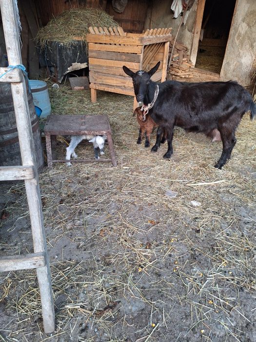 Vând capră alpina franceza
