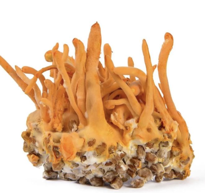 Ежовик гребенчатый