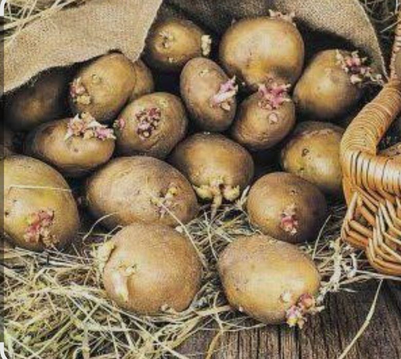 Картофель семенной