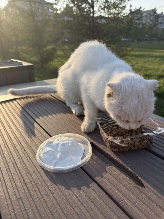 Бесплатно кот породистый