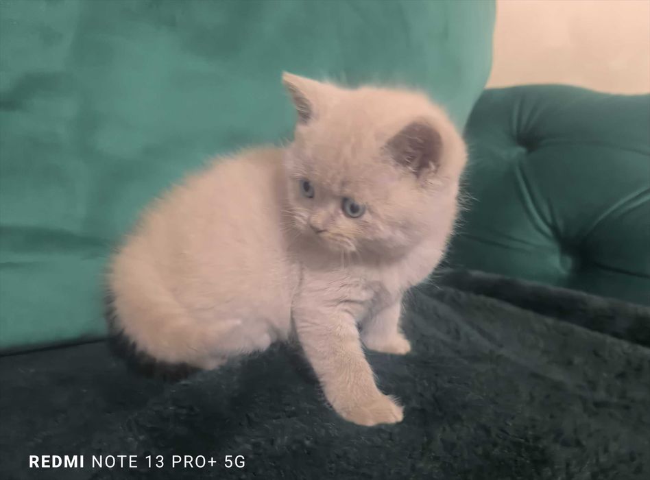 Motanel British Shorthair Blue Iasi • OLX.ro