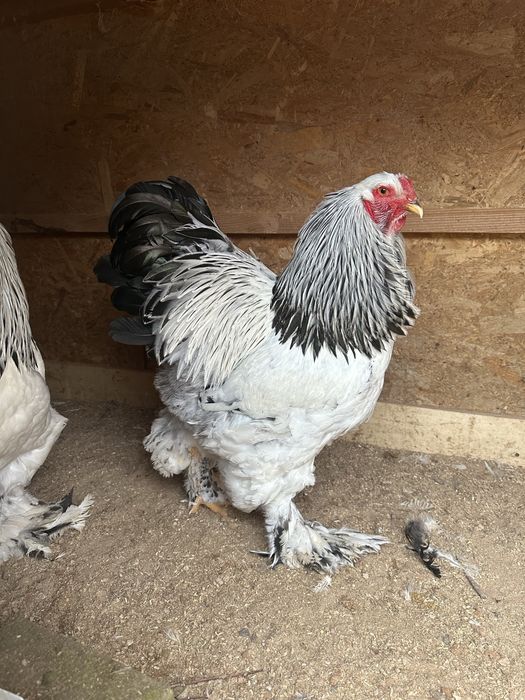 Vând găini si cocoși Brahma !!!