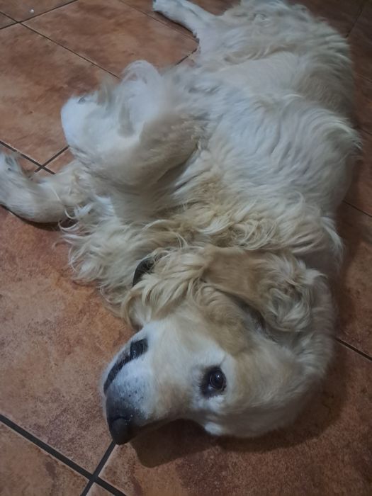 Donez Golden Retriver