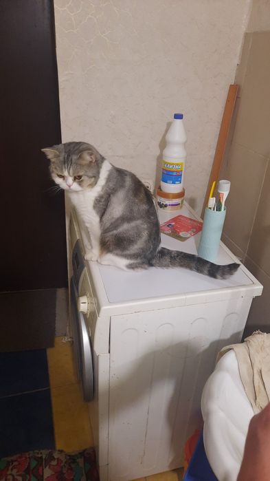 Отдам бесплатно кошку