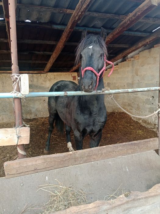 Дөнен Айғыр сатылады