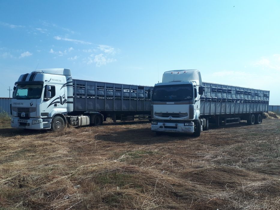 Скотовоз. Перевозка животных.